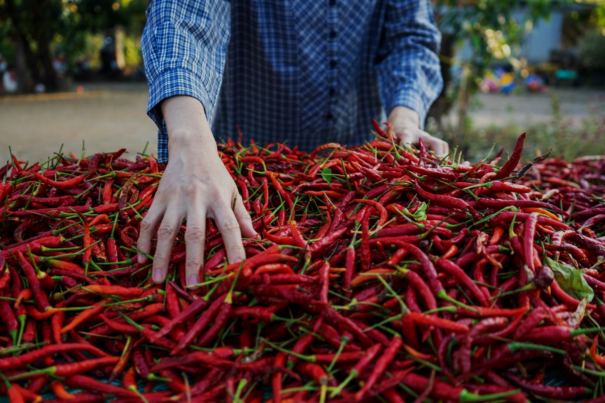red-chili-peppers-collected-from-the-garden-2024-05-27-02-39-04-utc