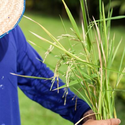 farmers-hand-touching-a-rice-in-the-paddy-field-2026-01-11-09-14-16-utc