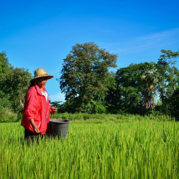thai farmer