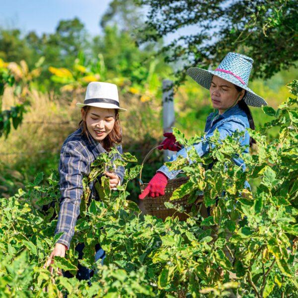 an-asian-female-farmer-in-thailand-collects-eggpla-2026-03-24-13-53-14-utc