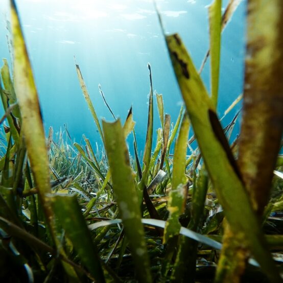 stunning view through seaweed underwater