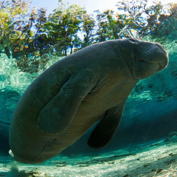 Manatee swimming in tropical water
