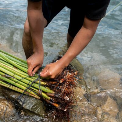 Vertical top view of the hands of a latin man tying reeds with iron to transport them along water