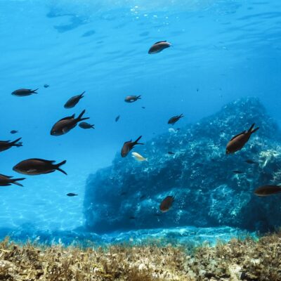 Relaxing view of underwater life.