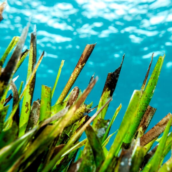A lush underwater vista of seagrass, Posidonia, in the clear blue waters of Menorca, Spain, showcasing vibrant marine biodiversity and aquatic plant life