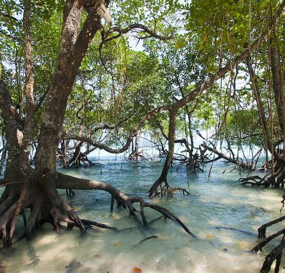 Stunning view of Havelock Island Beach, beautiful tree in the sea water, Andaman & Nicobar Islands.